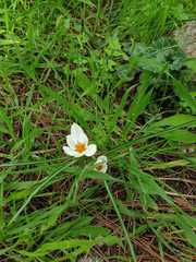 Crocus hyemalis