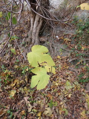 Ficus carica