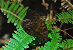 Euthalia merta merta