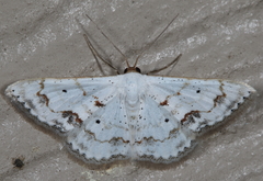 Scopula lautaria