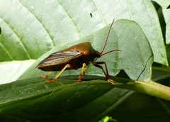Peromatus sulcifer