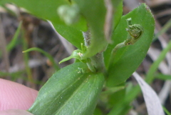 Arabis pycnocarpa