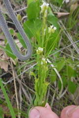 Arabis pycnocarpa