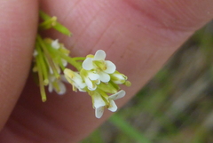 Arabis pycnocarpa
