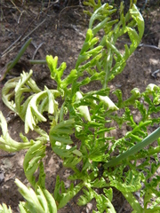 Lichtensteinia obscura