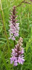 Dactylorhiza maculata maculata