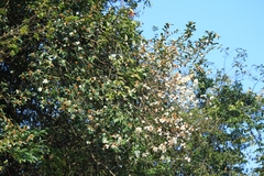 Camellia oleifera