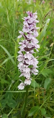 Dactylorhiza maculata maculata
