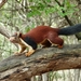 Asian Giant Squirrels - Photo (c) Joe Holt, some rights reserved (CC BY-NC), uploaded by Joe Holt