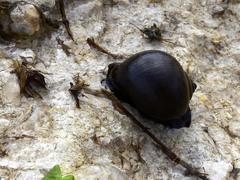 Pomacea flagellata