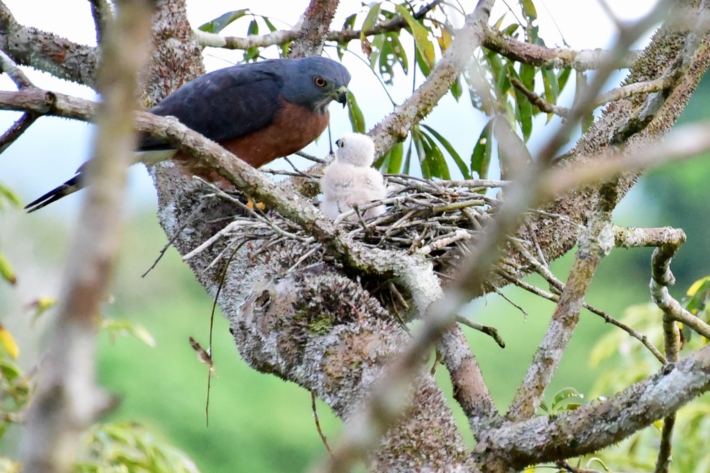 Double-toothed Kite