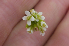 Arabis pycnocarpa