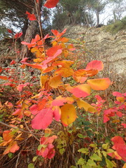 Cotinus coggygria