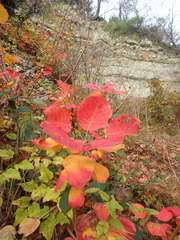 Cotinus coggygria