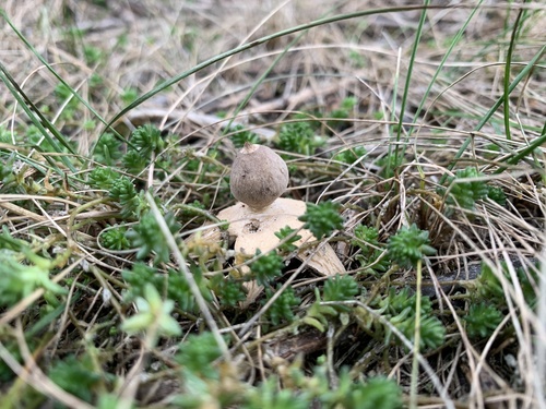 Geastrum minimum (Photo 5 of 7)