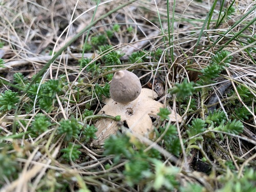 Geastrum minimum (Photo 6 of 7)