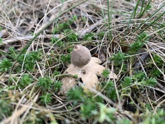 Geastrum minimum
