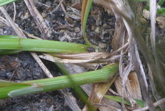 Carex brevior