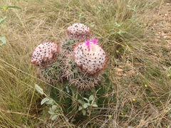 Melocactus curvispinus