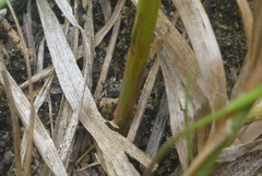 Carex brevior