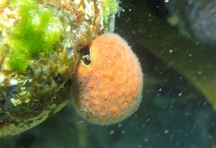 Alcyonidium nodosum