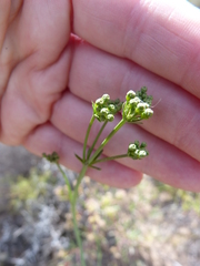 Lichtensteinia obscura