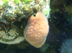 Alcyonidium nodosum