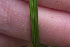 Carex brevior