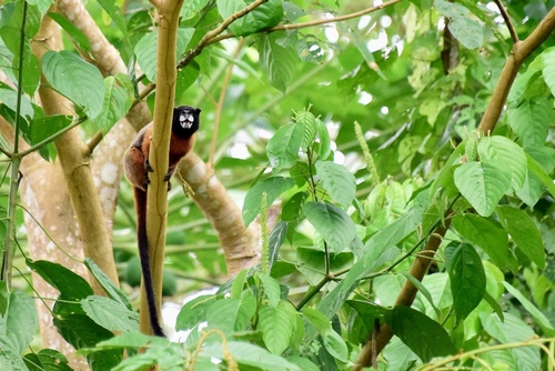 Saguinus tripartitus