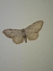 Idaea incisaria