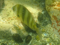 Diplodus hottentotus