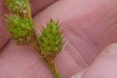 Carex brevior
