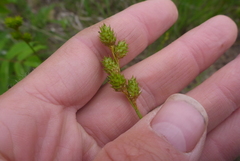 Carex brevior