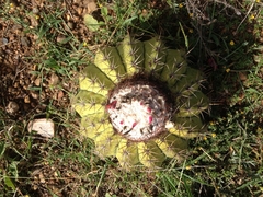 Melocactus curvispinus