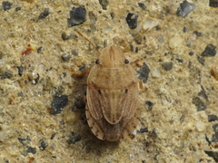Sciocoris sulcatus
