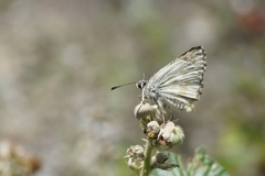 Muschampia lavatherae