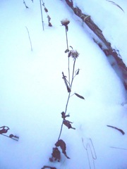 Pentanema salicinum