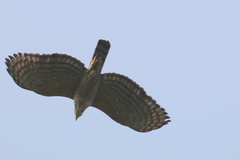 Nisaetus kelaarti