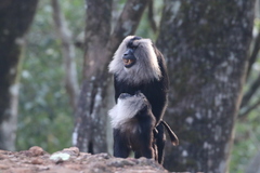 Macaca silenus