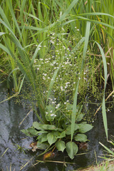 Alisma plantago-aquatica