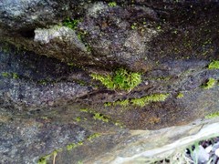 Tortula muralis muralis