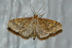 Idaea celtima