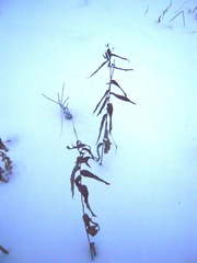 Pentanema salicinum