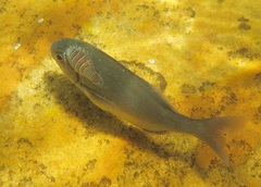 Anilocra capensis image