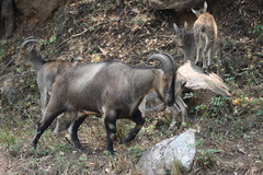Nilgiritragus hylocrius