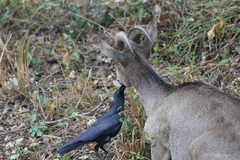 Nilgiritragus hylocrius