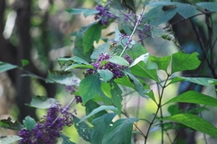 Callicarpa bodinieri