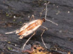 Cecidomyiidae