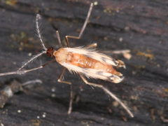 Cecidomyiidae