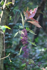 Callicarpa bodinieri